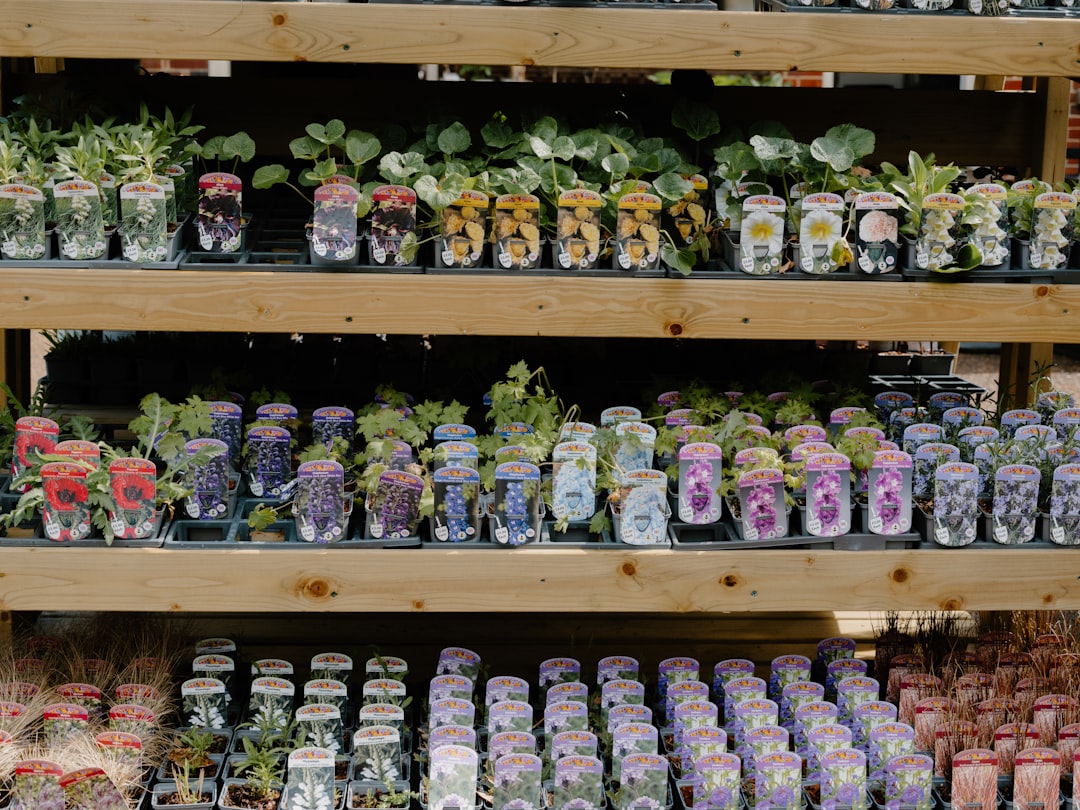 Clearance Plant Sales Save 80% Growing Garden Cheap Guide