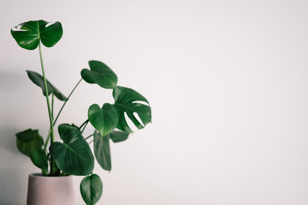 Indoor Air-Purifying Plants: Save Money While Breathing Better
