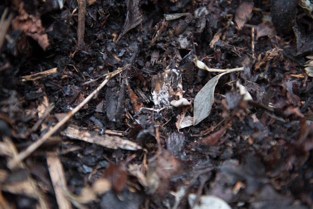 Mulch Deals Guide: Save 70% on Landscaping Magic