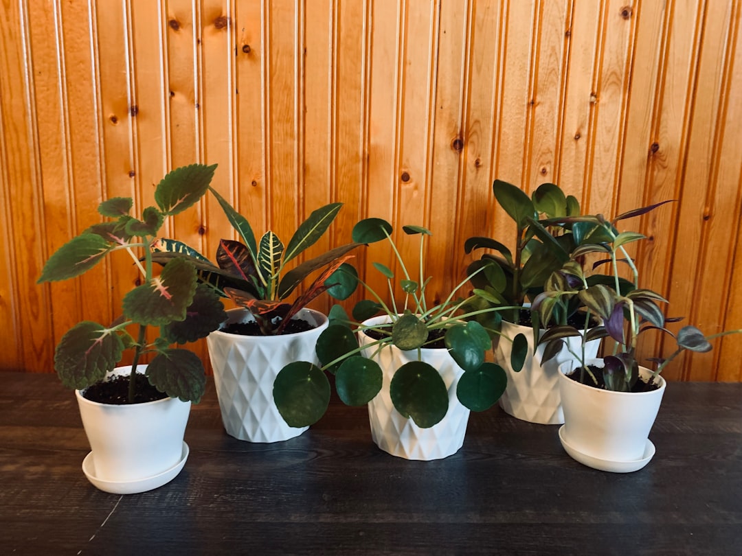 Plant Swaps & Cutting Exchanges: Free Greenery Guide