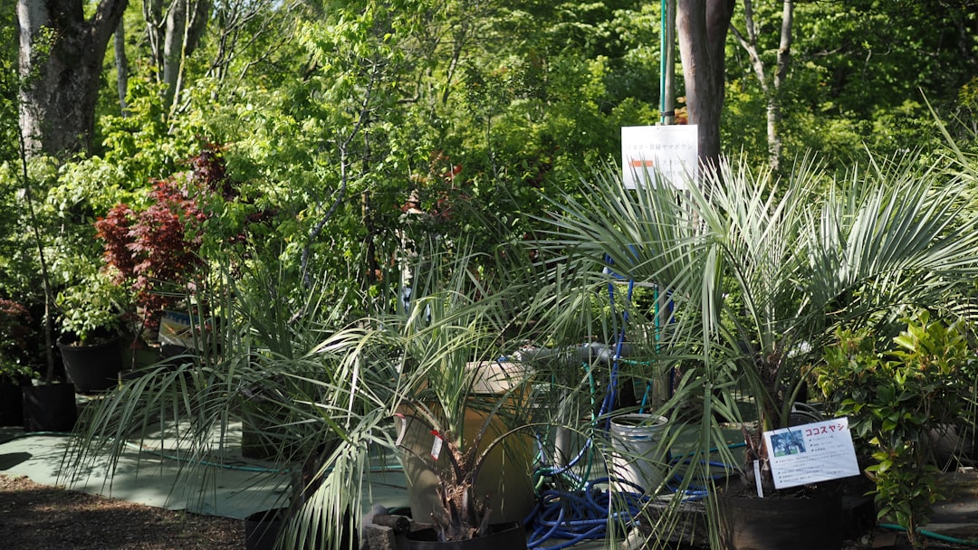 Seasonal Plant Clearance: Save 90% on Garden Plants Year-Round