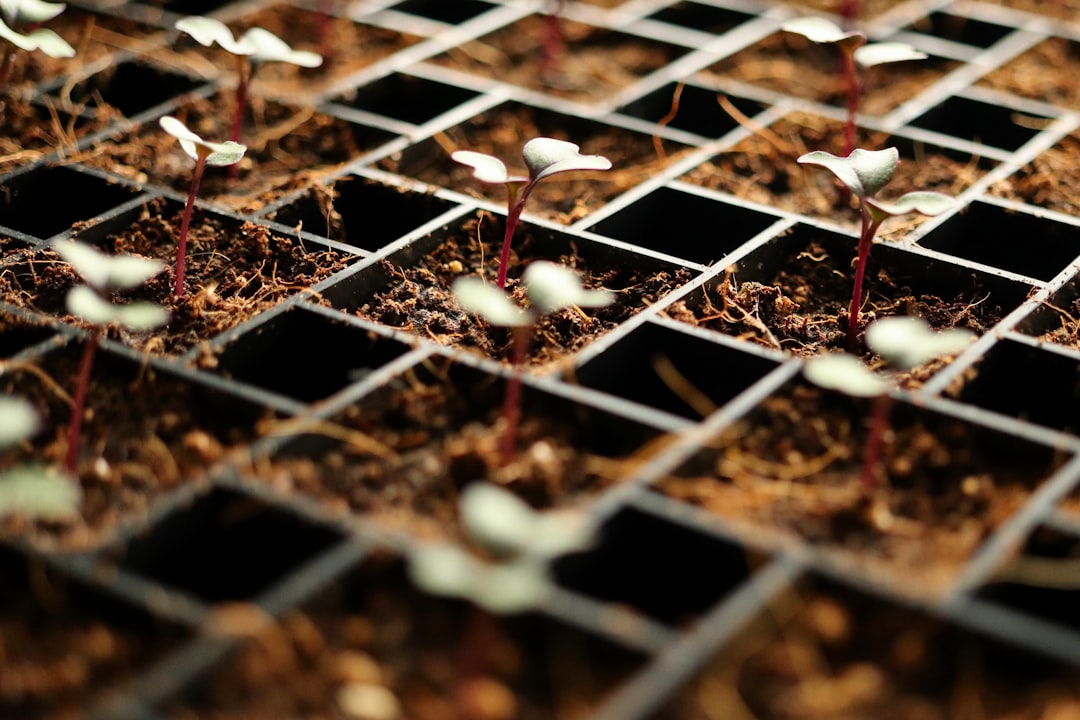 Seed Starting Secrets: Save $300+ Growing from Seeds vs Seedlings